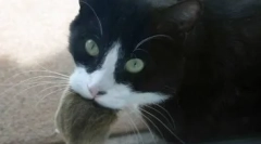 Pisici-brucs: ce fel de rasă de a alege